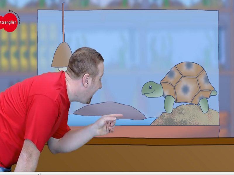 Animals pets
